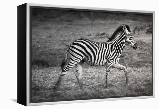 Shinde Camp, Okavango Delta, Botswana, Africa. Young Plains Zebra-Janet Muir-Framed Premier Image Canvas