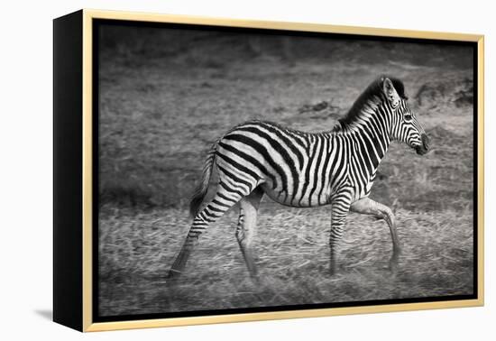 Shinde Camp, Okavango Delta, Botswana, Africa. Young Plains Zebra-Janet Muir-Framed Premier Image Canvas