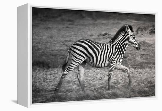 Shinde Camp, Okavango Delta, Botswana, Africa. Young Plains Zebra-Janet Muir-Framed Premier Image Canvas