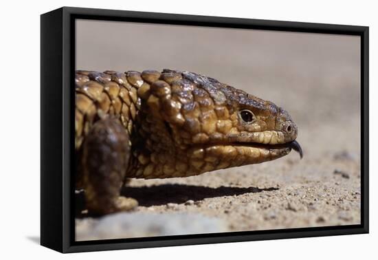 Shingle-Back Skink-Paul Souders-Framed Premier Image Canvas