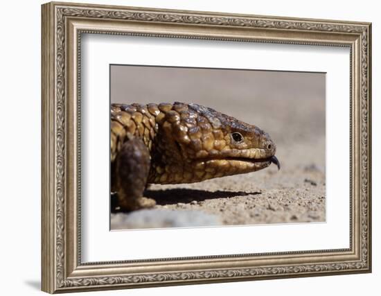 Shingle-Back Skink-Paul Souders-Framed Photographic Print