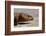 Shingle-Back Skink-Paul Souders-Framed Photographic Print