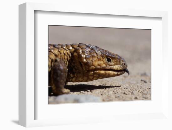 Shingle-Back Skink-Paul Souders-Framed Photographic Print