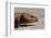 Shingle-Back Skink-Paul Souders-Framed Photographic Print