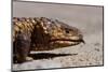 Shingle-Back Skink-Paul Souders-Mounted Photographic Print