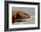 Shingle-Back Skink-Paul Souders-Framed Photographic Print