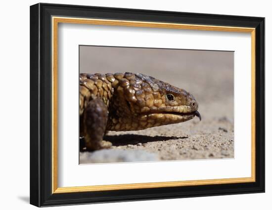 Shingle-Back Skink-Paul Souders-Framed Photographic Print