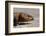 Shingle-Back Skink-Paul Souders-Framed Photographic Print