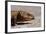 Shingle-Back Skink-Paul Souders-Framed Photographic Print