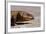 Shingle-Back Skink-Paul Souders-Framed Photographic Print