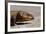 Shingle-Back Skink-Paul Souders-Framed Photographic Print