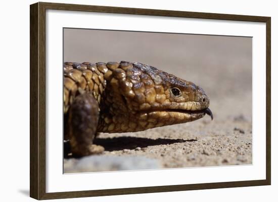 Shingle-Back Skink-Paul Souders-Framed Photographic Print