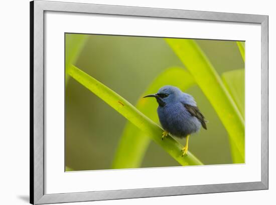 Shining Honeycreeper (Cyanerpes Lucidus) Costa Rica-Paul Hobson-Framed Photographic Print