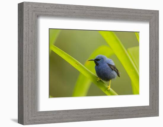 Shining Honeycreeper (Cyanerpes Lucidus) Costa Rica-Paul Hobson-Framed Photographic Print