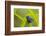 Shining Honeycreeper (Cyanerpes Lucidus) Costa Rica-Paul Hobson-Framed Photographic Print