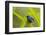 Shining Honeycreeper (Cyanerpes Lucidus) Costa Rica-Paul Hobson-Framed Photographic Print