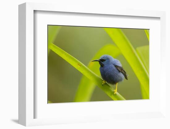 Shining Honeycreeper (Cyanerpes Lucidus) Costa Rica-Paul Hobson-Framed Photographic Print