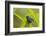 Shining Honeycreeper (Cyanerpes Lucidus) Costa Rica-Paul Hobson-Framed Photographic Print