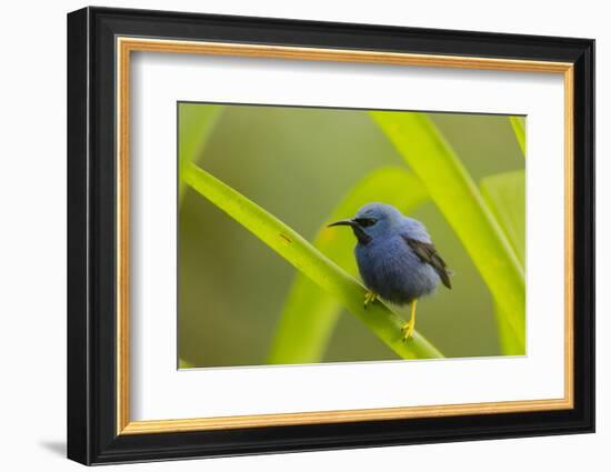 Shining Honeycreeper (Cyanerpes Lucidus) Costa Rica-Paul Hobson-Framed Photographic Print