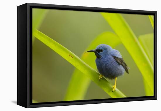 Shining Honeycreeper (Cyanerpes Lucidus) Costa Rica-Paul Hobson-Framed Premier Image Canvas