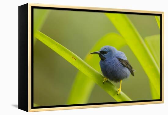 Shining Honeycreeper (Cyanerpes Lucidus) Costa Rica-Paul Hobson-Framed Premier Image Canvas