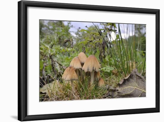 Shining Inkcap (Mica Inkcap) (Coprinellus) (Coprinus Micaceus) Clump Growing-Nick Upton-Framed Photographic Print