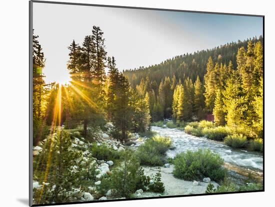 Shining Light In Sequoia National Park-Daniel Kuras-Mounted Photographic Print