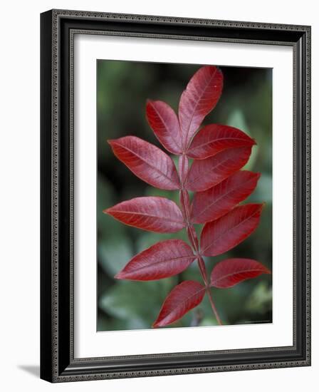 Shining Sumac in Autumn, Kentucky, USA-Adam Jones-Framed Photographic Print