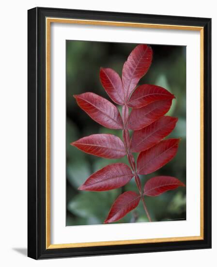 Shining Sumac in Autumn, Kentucky, USA-Adam Jones-Framed Photographic Print