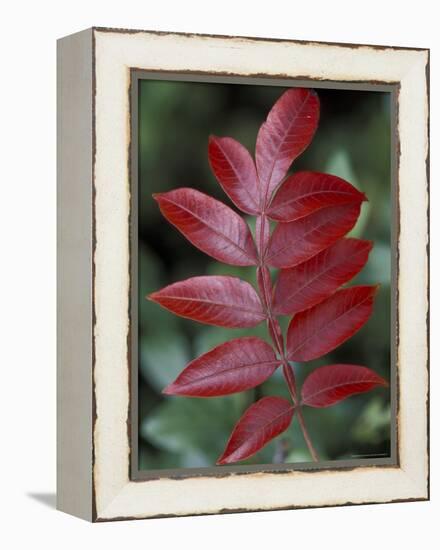 Shining Sumac in Autumn, Kentucky, USA-Adam Jones-Framed Premier Image Canvas