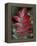 Shining Sumac in Autumn, Kentucky, USA-Adam Jones-Framed Premier Image Canvas