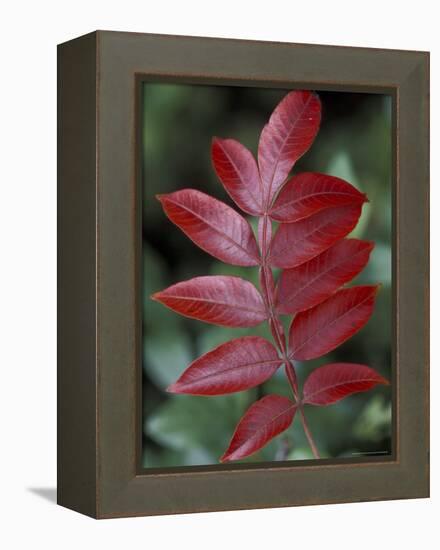 Shining Sumac in Autumn, Kentucky, USA-Adam Jones-Framed Premier Image Canvas