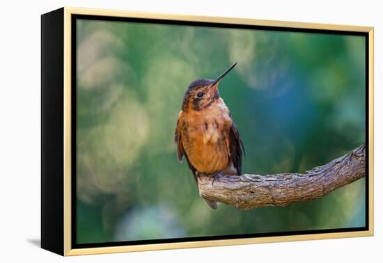 Shining sunbeam, Ecuador.-Adam Jones-Framed Premier Image Canvas