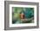 Shining sunbeam, Ecuador.-Adam Jones-Framed Photographic Print