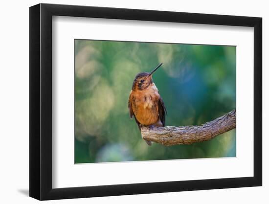 Shining sunbeam, Ecuador.-Adam Jones-Framed Photographic Print