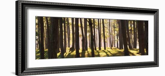 Shining Through-Nhiem Hoang The-Framed Giclee Print