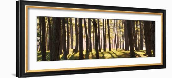 Shining Through-Nhiem Hoang The-Framed Giclee Print