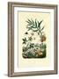 Shiny Spider Beetle, 1833-39-null-Framed Giclee Print