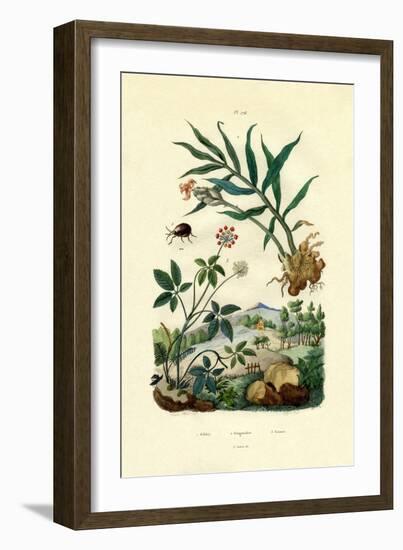 Shiny Spider Beetle, 1833-39-null-Framed Giclee Print