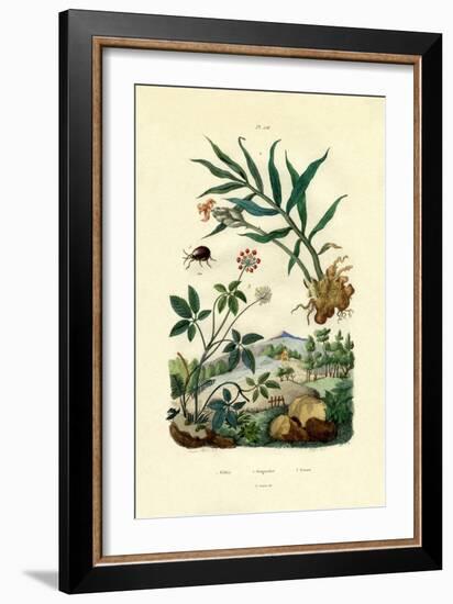 Shiny Spider Beetle, 1833-39-null-Framed Giclee Print