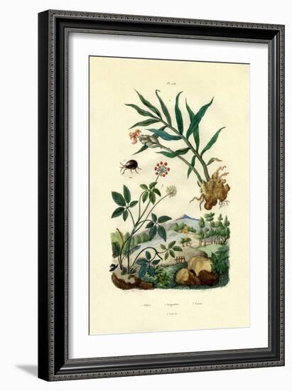 Shiny Spider Beetle, 1833-39-null-Framed Giclee Print