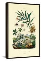 Shiny Spider Beetle, 1833-39-null-Framed Premier Image Canvas