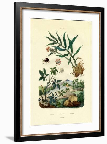 Shiny Spider Beetle, 1833-39-null-Framed Giclee Print