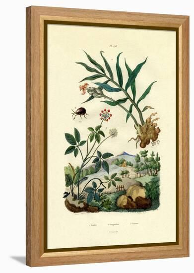 Shiny Spider Beetle, 1833-39-null-Framed Premier Image Canvas