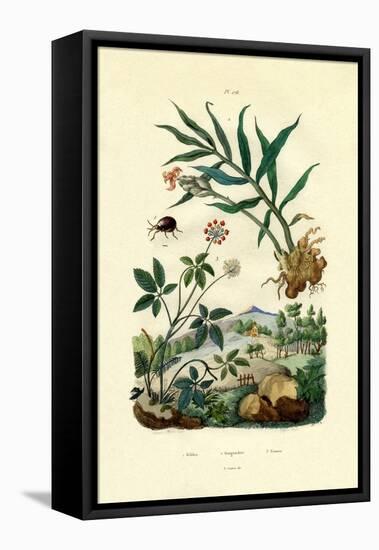 Shiny Spider Beetle, 1833-39-null-Framed Premier Image Canvas