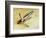 Ship' s anchor-Werner Forman-Framed Giclee Print