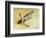 Ship' s anchor-Werner Forman-Framed Giclee Print