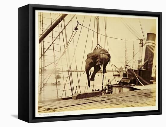 Shipping a Burmese Elephant-English Photographer-Framed Premier Image Canvas