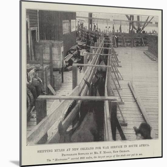 Shipping Mules at New Orleans for War Service in South Africa-null-Mounted Giclee Print
