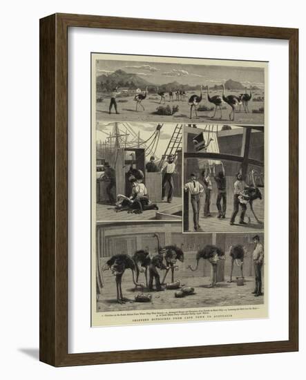 Shipping Ostriches from Cape Town to Australia-null-Framed Giclee Print